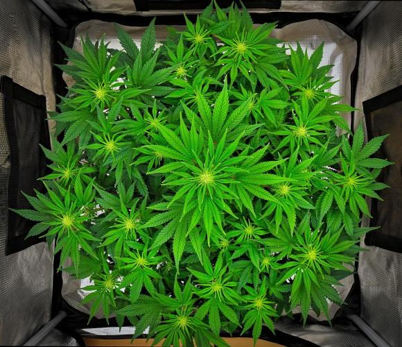 Mendo Cherry Cookies Auto. Week 6