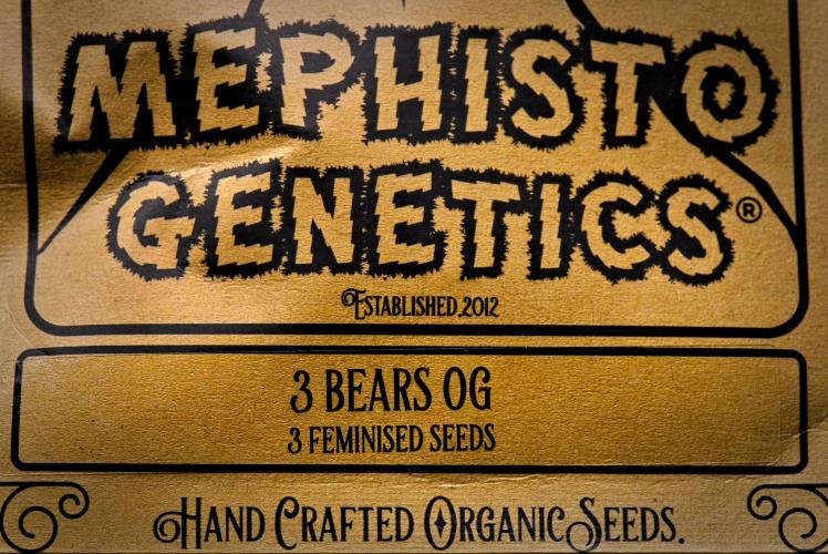 3 Bears OG | Mephisto Genetics. Week 0