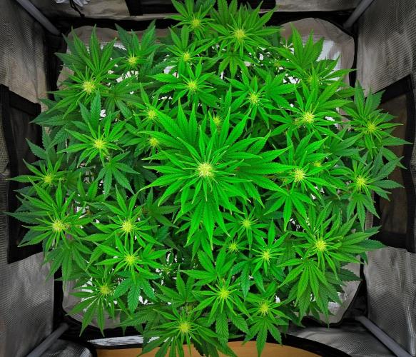 Mendo Cherry Cookies Auto | Fastbuds. Week 6 - Day 40