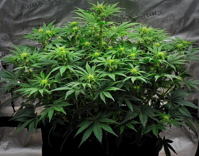 Mendo Cherry Cookies Auto | Fastbuds. Week 6 - Day 40