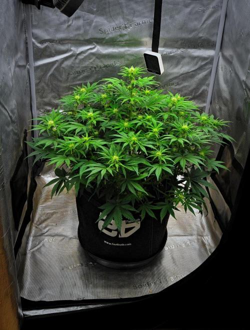 Mendo Cherry Cookies Auto | Fastbuds. Week 6 - Day 41