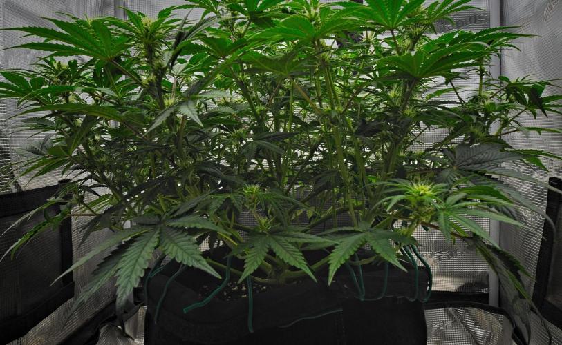 Mendo Cherry Cookies Auto. Week 6