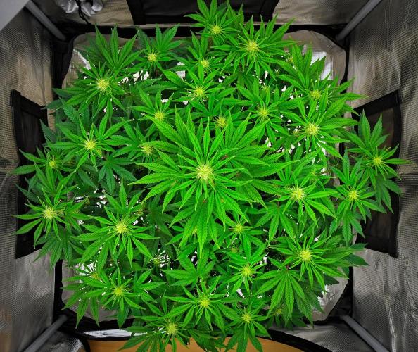 Mendo Cherry Cookies Auto | Fastbuds. Week 6 - Day 41