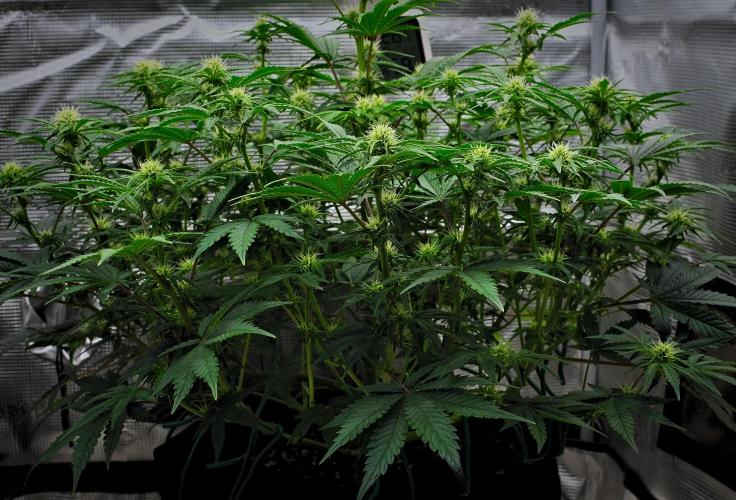 Mendo Cherry Cookies Auto | Fastbuds. Week 7 - Day 43
