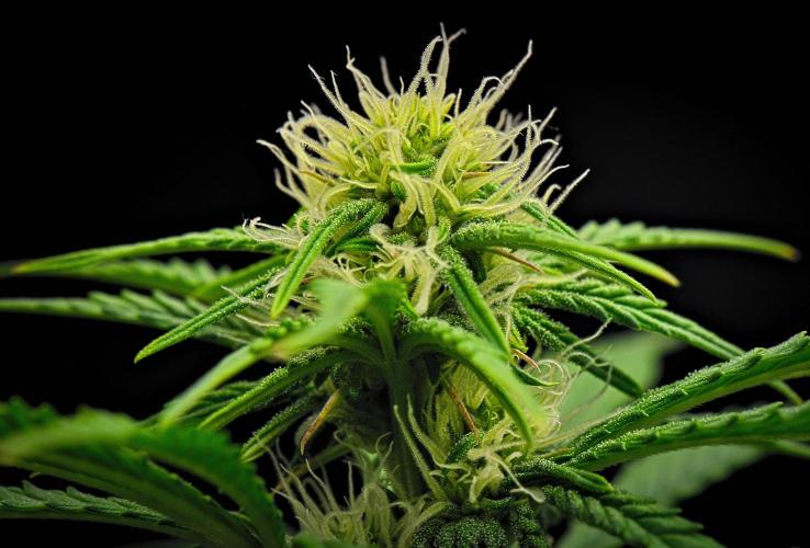 Mendo Cherry Cookies Auto | Fastbuds. Week 7 - Day 43
