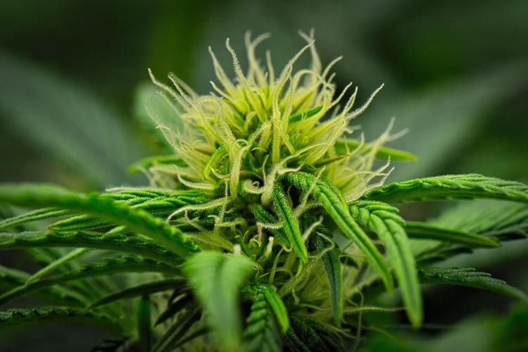 Mendo Cherry Cookies Auto. Week 7