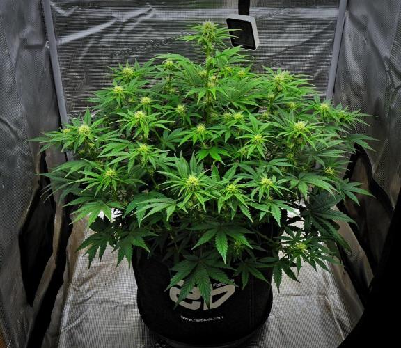 Mendo Cherry Cookies Auto | Fastbuds. Week 7 - Day 43