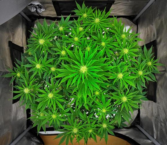 Mendo Cherry Cookies Auto | Fastbuds. Week 7 - Day 43