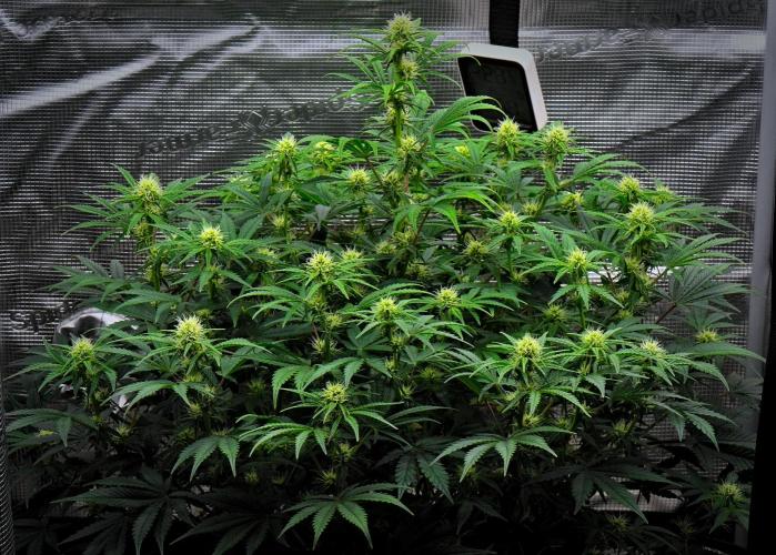 Mendo Cherry Cookies Auto | Fastbuds. Week 7 - Day 45
