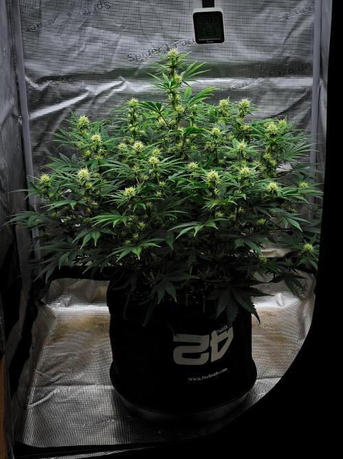 Mendo Cherry Cookies Auto | Fastbuds. Week 7 - Day 46