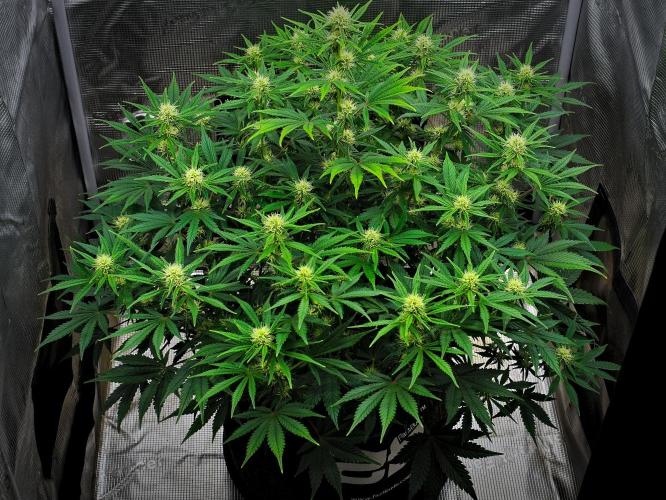 Mendo Cherry Cookies Auto | Fastbuds. Week 7 - Day 46