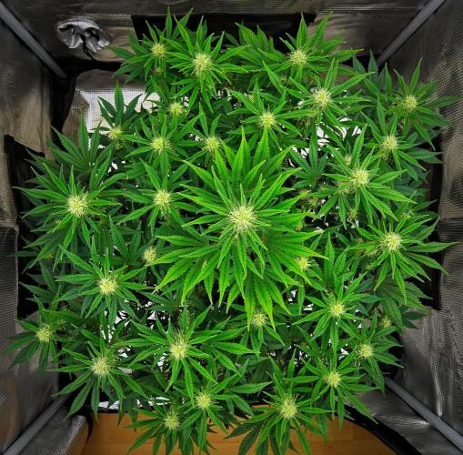 Mendo Cherry Cookies Auto | Fastbuds. Week 7 - Day 46