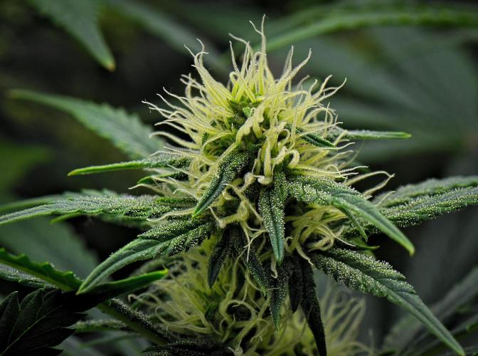 Mendo Cherry Cookies Auto | Fastbuds. Week 7 - Day 47