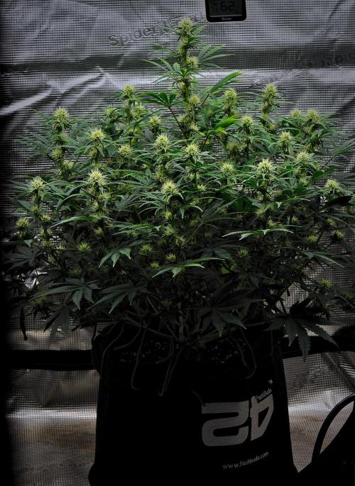 Mendo Cherry Cookies Auto | Fastbuds. Week 7 - Day 47