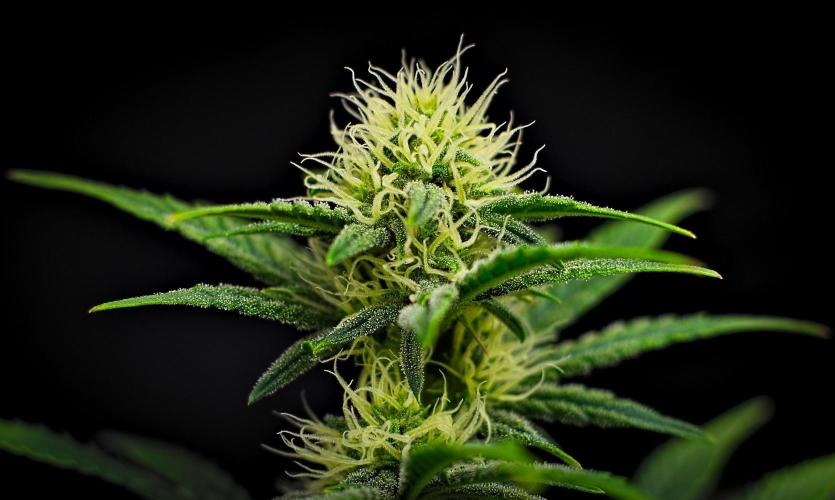 Mendo Cherry Cookies Auto | Fastbuds. Week 7 - Day 48