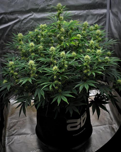Mendo Cherry Cookies Auto | Fastbuds. Week 7 - Day 48