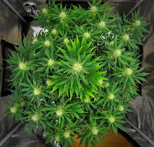 Mendo Cherry Cookies Auto | Fastbuds. Week 7 - Day 49