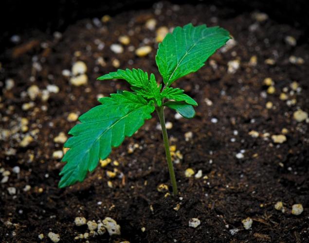 3 Bears OG | Mephisto Genetics. Week 1 - Day 7