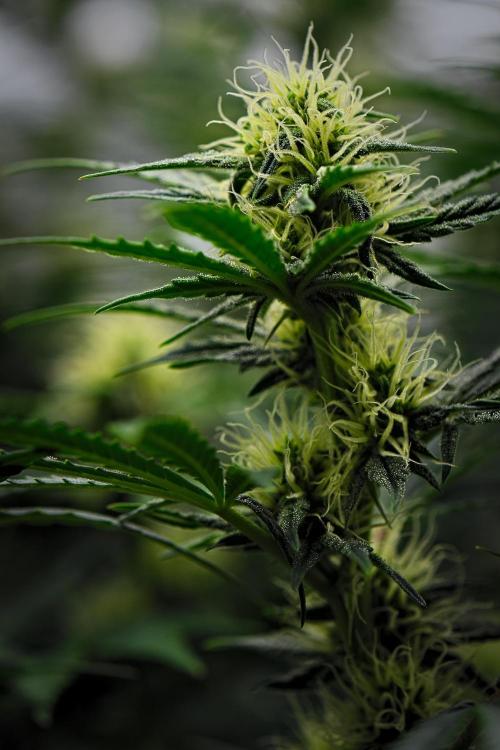Mendo Cherry Cookies Auto | Fastbuds. Week 8 - Day 50