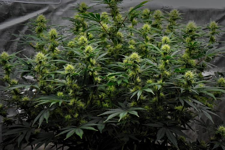 Mendo Cherry Cookies Auto | Fastbuds. Week 8 - Day 50