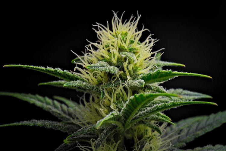 Mendo Cherry Cookies Auto | Fastbuds. Week 8 - Day 50