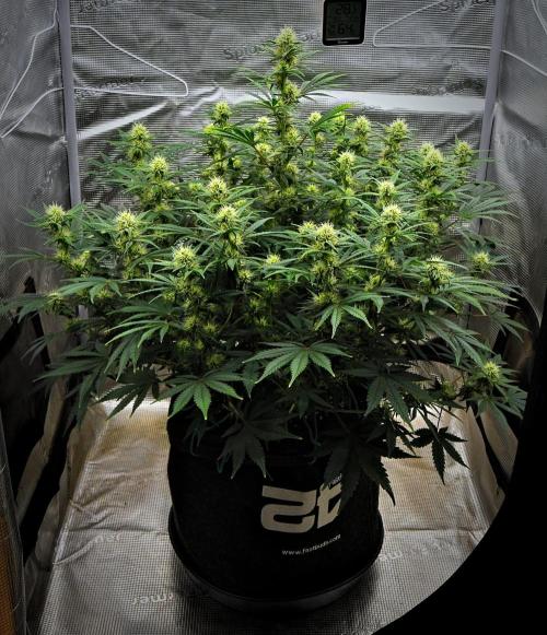 Mendo Cherry Cookies Auto | Fastbuds. Week 8 - Day 50