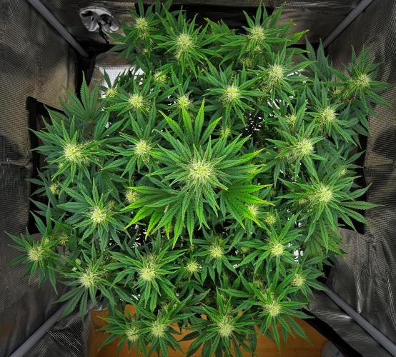 Mendo Cherry Cookies Auto | Fastbuds. Week 8 - Day 50