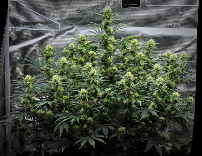 Mendo Cherry Cookies Auto | Fastbuds. Week 8 - Day 51