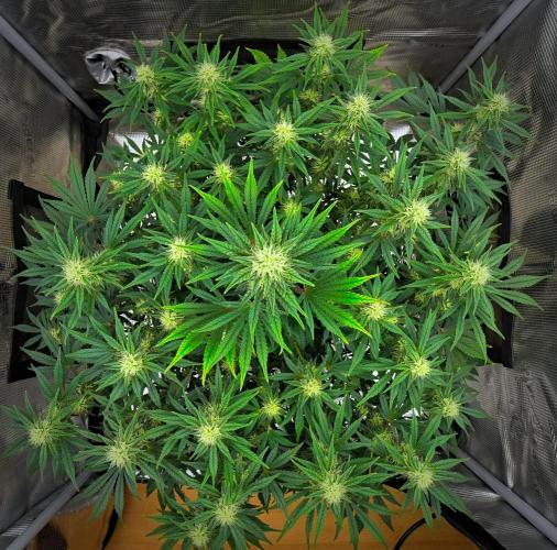 Mendo Cherry Cookies Auto | Fastbuds. Week 8 - Day 51