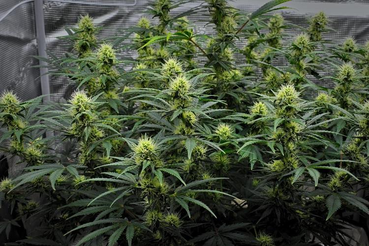 Mendo Cherry Cookies Auto | Fastbuds. Week 8 - Day 52