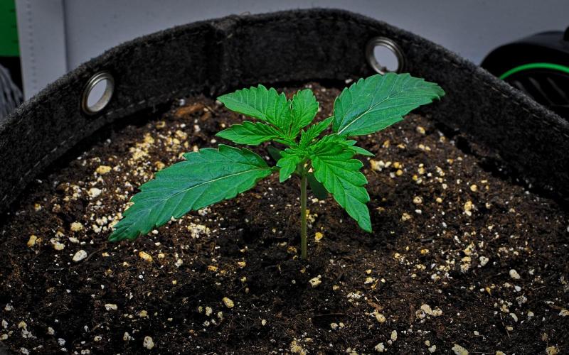 3 Bears OG | Mephisto Genetics. Week 2 - Day 9