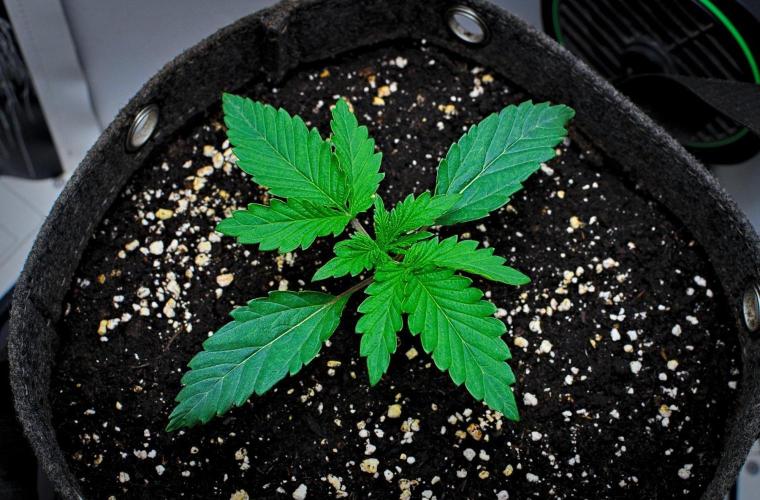 3 Bears OG | Mephisto Genetics. Week 2 - Day 10