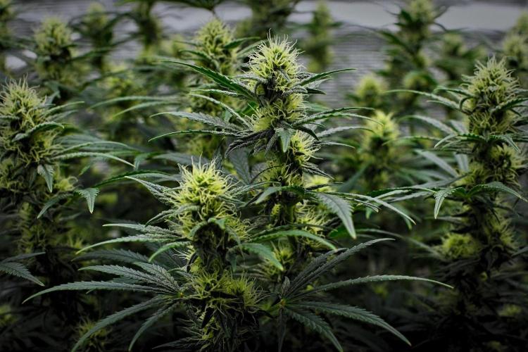 Mendo Cherry Cookies Auto | Fastbuds. Week 8 - Day 53