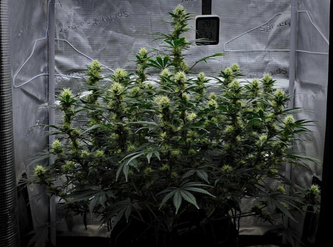 Mendo Cherry Cookies Auto | Fastbuds. Week 8 - Day 53