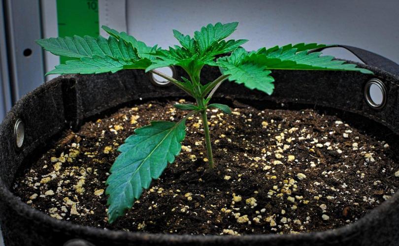3 Bears OG | Mephisto Genetics. Week 2 - Day 11