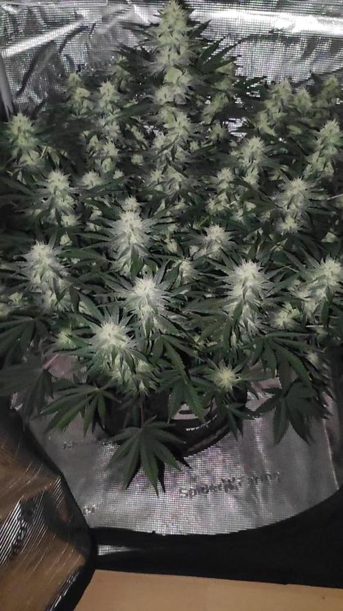 Mendo Cherry Cookies Auto. Week 8