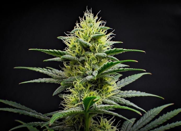 Mendo Cherry Cookies Auto | Fastbuds. Week 8 - Day 55