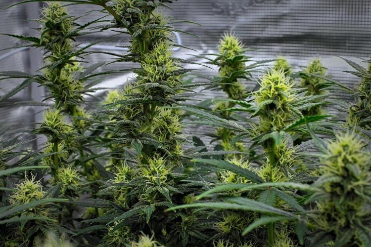 Mendo Cherry Cookies Auto | Fastbuds. Week 8 - Day 55