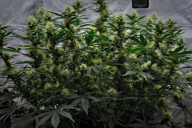 Mendo Cherry Cookies Auto | Fastbuds. Week 8 - Day 55