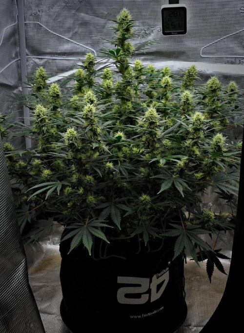Mendo Cherry Cookies Auto | Fastbuds. Week 8 - Day 55