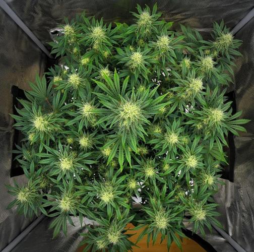 Mendo Cherry Cookies Auto | Fastbuds. Week 8 - Day 56