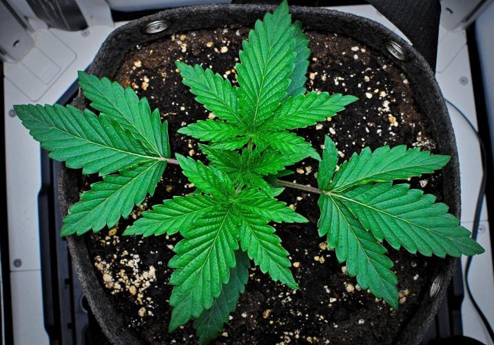 3 Bears OG | Mephisto Genetics. Week 2 - Day 13