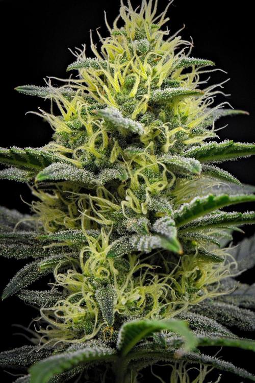 Mendo Cherry Cookies Auto | Fastbuds. Week 9 - Day 57