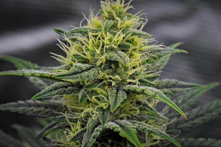 Mendo Cherry Cookies Auto | Fastbuds. Week 9 - Day 57