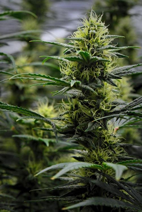 Mendo Cherry Cookies Auto | Fastbuds. Week 9 - Day 57