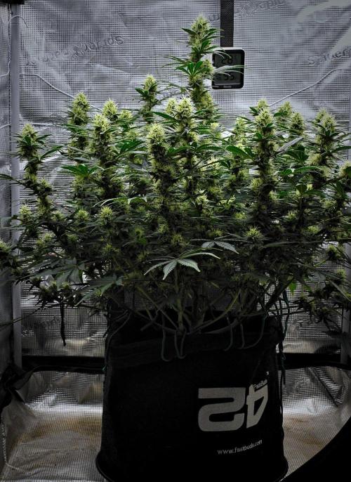 Mendo Cherry Cookies Auto | Fastbuds. Week 9 - Day 57