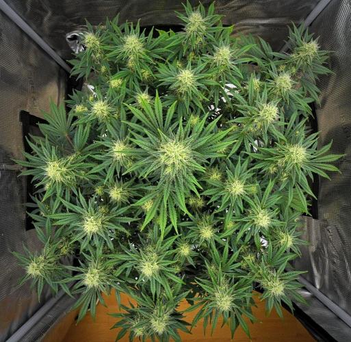 Mendo Cherry Cookies Auto | Fastbuds. Week 9 - Day 57