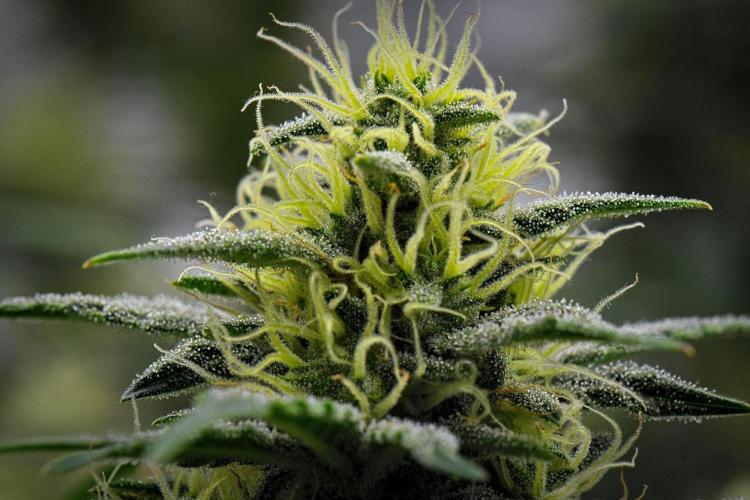 Mendo Cherry Cookies Auto | Fastbuds. Week 9 - Day 58