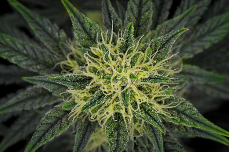 Mendo Cherry Cookies Auto. Week 9