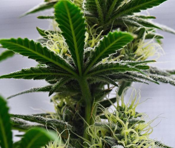 Mendo Cherry Cookies Auto | Fastbuds. Week 9 - Day 58